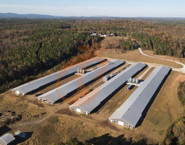 broiler poultry farm 1