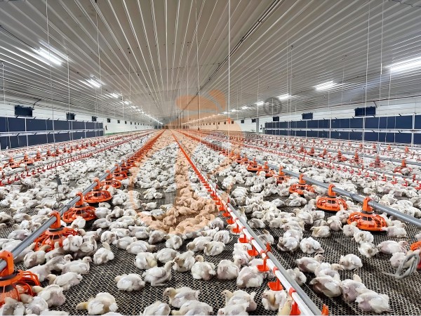 poultry house ventilation 4  (2)