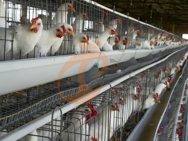 Manual vs. Automático: Por qué los avicultores nigerianos están cambiando a sistemas de jaulas en batería