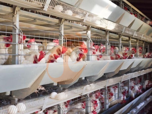 Guía 2026: Cómo Mantener Granjas de Jaulas para Pollos en Etiopía para un ROI Máximo