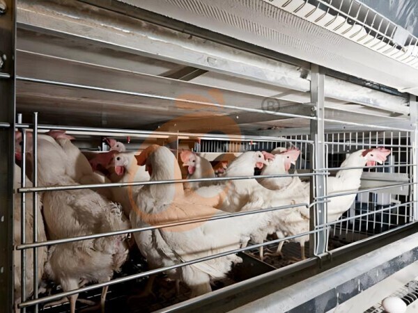 7 verificaciones importantes antes de instalar jaulas para pollos tipo H en Etiopía