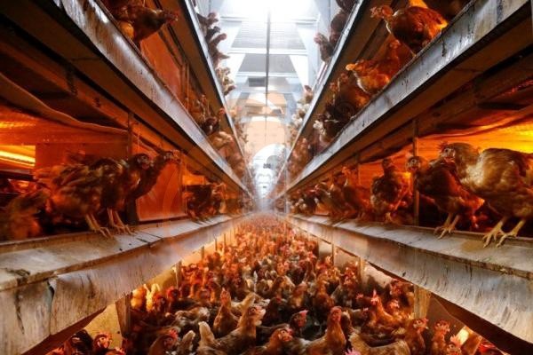 poultry house light (6)