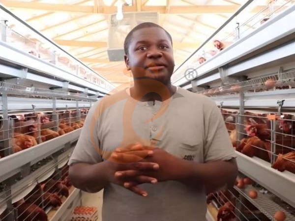 7 Pasos Simples Para Configurar Sistemas Eficientes De Jaulas Tipo H Para Gallinas Ponedoras En Etiopía