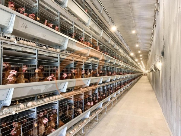 H A chicken battery cage for layers in poultry farm (5)