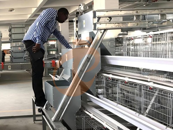 ¿Qué sistema de alimentación funciona mejor con un sistema de jaulas para gallinas tipo A en Etiopía? 5 opciones eficientes