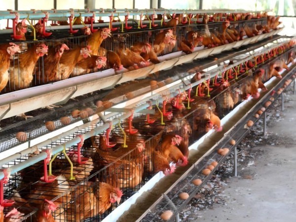 battery cage price for layer chicken in poultry farm (9)