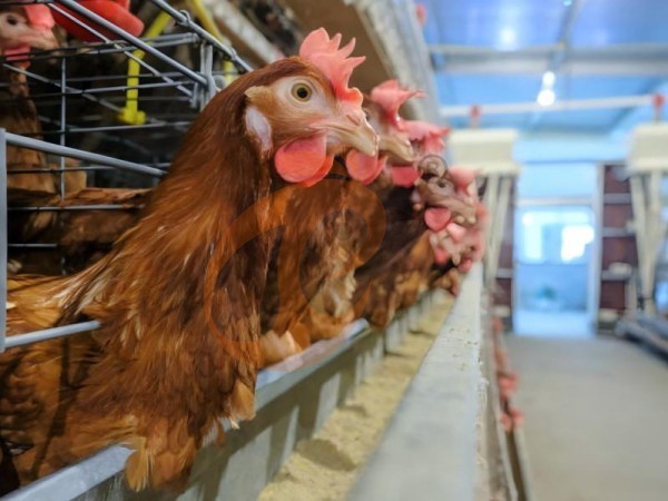 ¿Cómo respaldan las jaulas para gallinas tipo H etíopes la cría de ponedoras de alta densidad en las granjas avícolas?