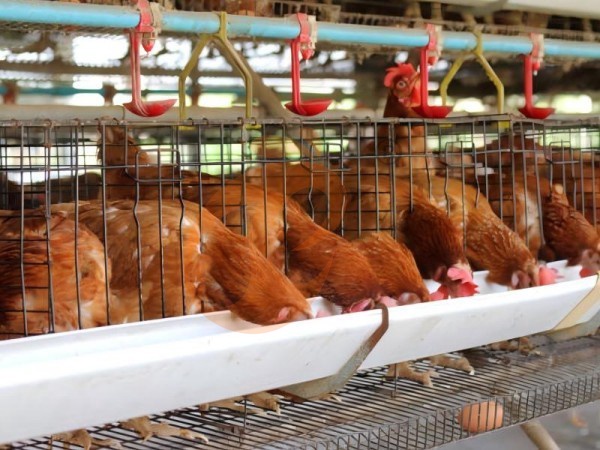 ¿Cuál es la mejor escala de granja para un sistema de jaulas tipo A para aves de corral en Etiopía? 4 escenarios claros