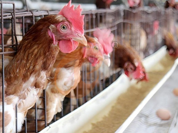 ¿Cómo reducir la rotura de huevos en un sistema de jaulas para gallinas ponedoras tipo A? 6 métodos probados en Etiopía