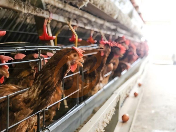 ¿Cómo funciona una jaula tipo A para gallinas ponedoras en Etiopía? 5 datos prácticos explicados