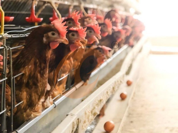 Jaulas para pollos tipo A frente a tipo H | Comparación de precios y eficiencia para granjas etíopes