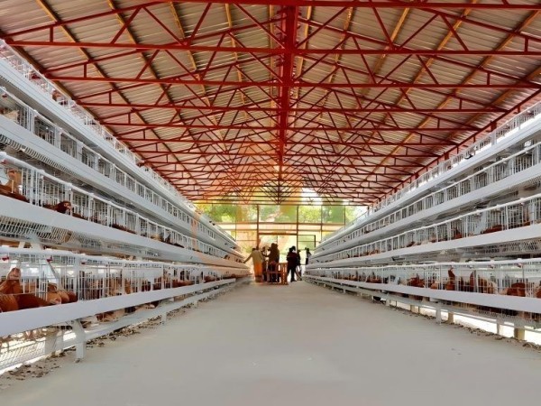poultry house (16)