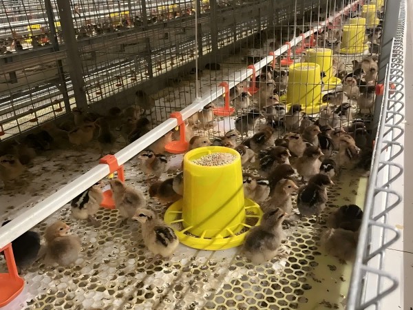 types of pullet chicken cage