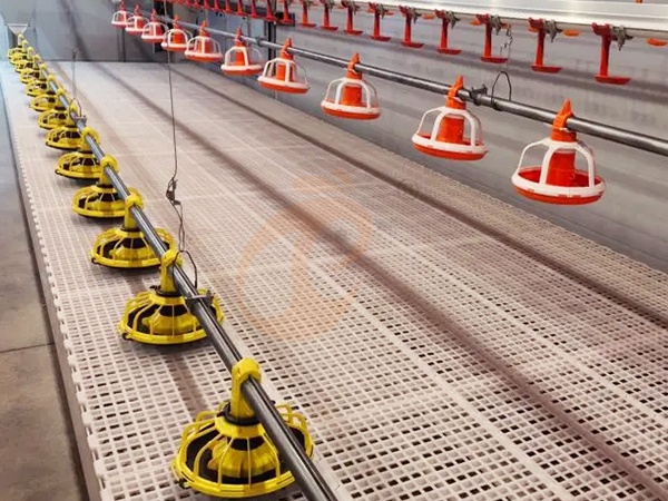 Cómo controlar el amoníaco en naves avícolas con sistema de crianza en piso | 6 consejos efectivos