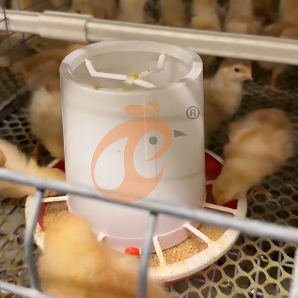 Day Old Chicken Cage (3)