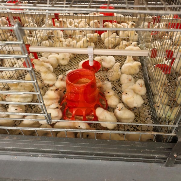 Day Old Chicken Cage Design (10)