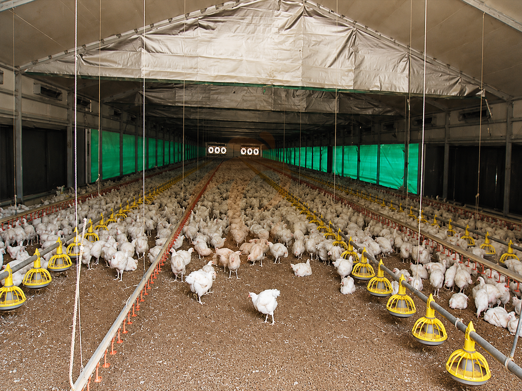 Free Range5 (7)