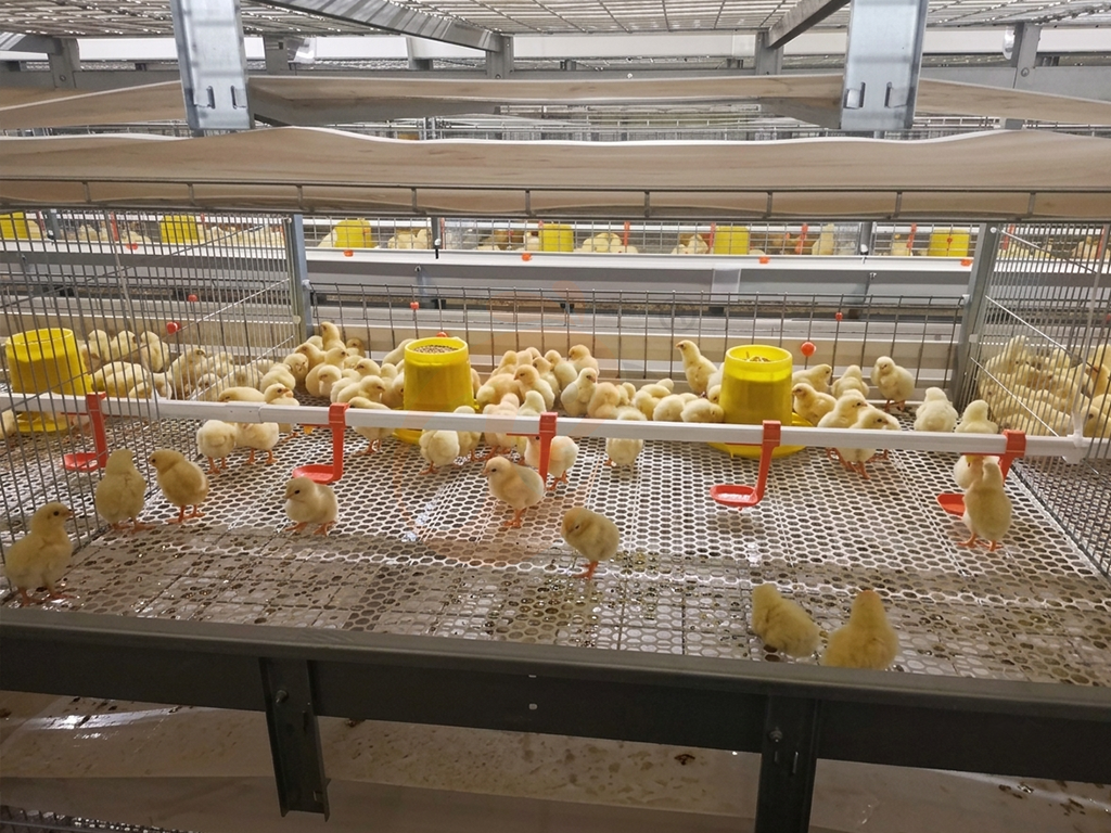 Broiler Cage4 (1)