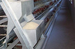 Sistema de alimentación automático para jaulas de aves de corral