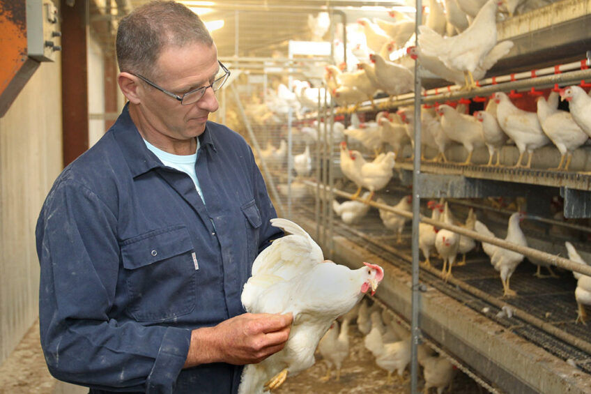 Desinfección de jaulas en batería de gallinero