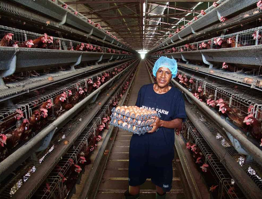 Cómo pedir jaulas para pollos según las necesidades