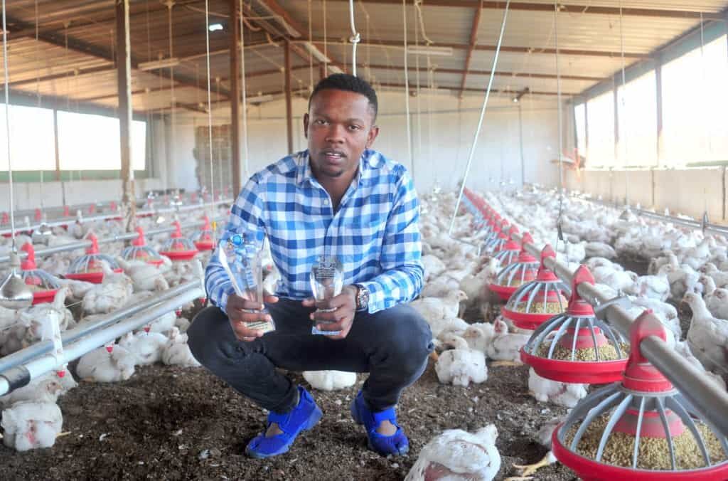 Pasos para iniciar la avicultura de gallinas ponedoras en Nigeria