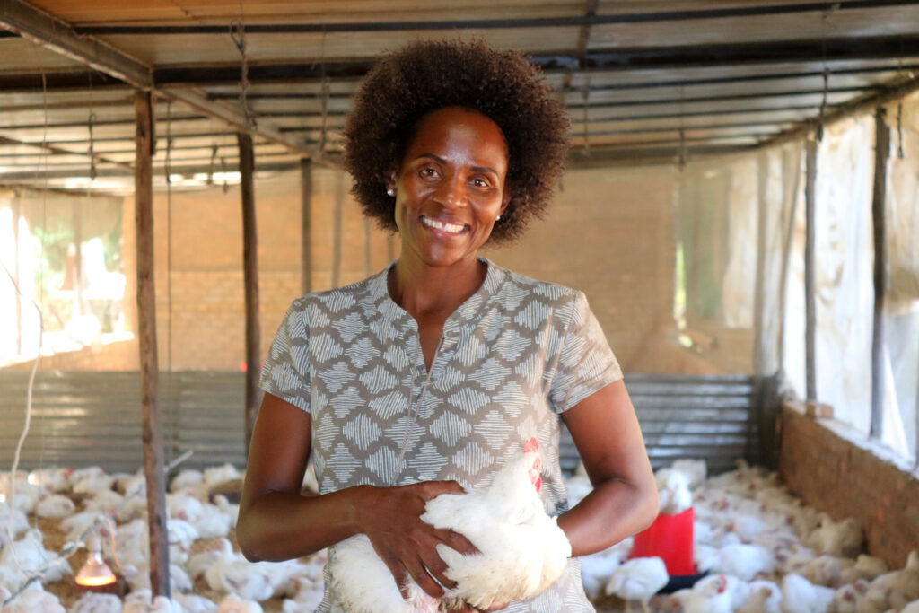 Cómo manejar las gallinas ponedoras en una granja avícola en Nigeria