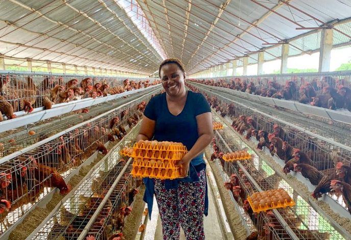 Ventajas de las jaulas en batería y equipos avícolas Vanke