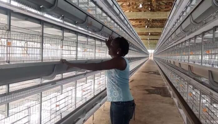 Equipo avícola automático para gallinas ponedoras con marco en H galvanizado