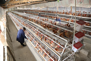 El conocimiento útil del sistema de jaulas en batería para gallinas ponedoras y pollos de engorde como manual práctico para productores avícolas nuevos y experimentados