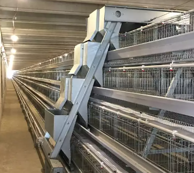 Razones por las que la jaula tipo A es ampliamente utilizada en las granjas avícolas de Nigeria