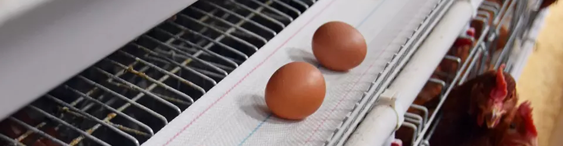 Recolección de Huevos - Soluciones para Gallineros