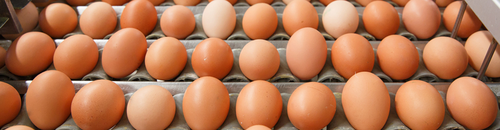 Soluciones para Gallineros - Huevos Soluciones para Gallineros - Huevos
