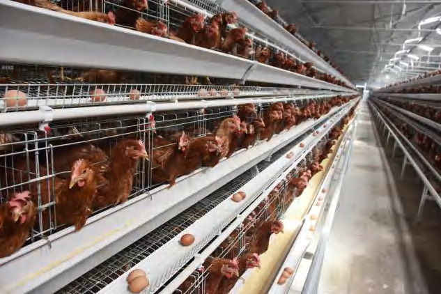 ¿Cómo las jaulas en batería pueden mejorar la eficiencia de su granja avícola?