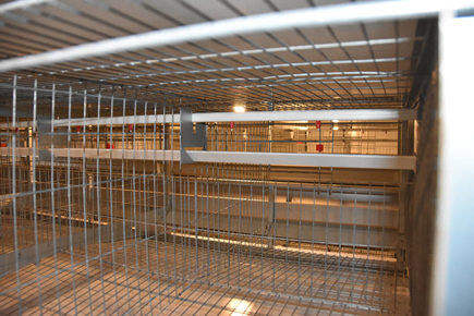 Nuestra empresa ha fabricado 1.800 unidades de jaulas en batería para 20.520 gallinas ponedoras.