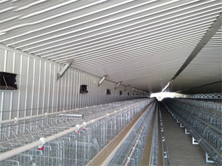 Our company finished breeder chicken cage project 