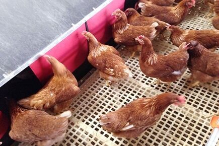 Our company finished breeder project of breeder fl