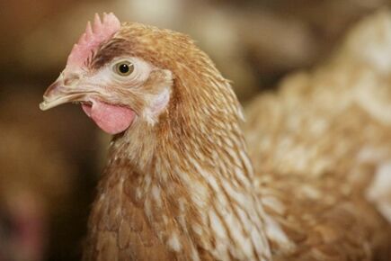 Our company finished breeder project of breeder fl