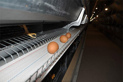 Our company finished chicks and layers project of 