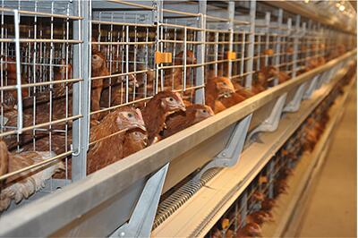 Our company finished chicks and layers project of 