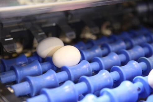 Our company finished egg grading project of 100,00