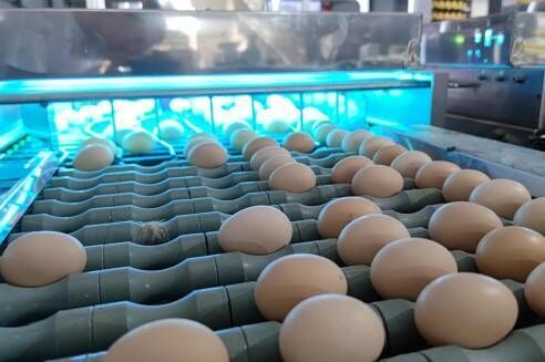 Our company finished egg grading project of 100,00