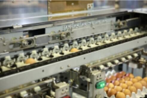 Our company finished egg grading project of 100,00