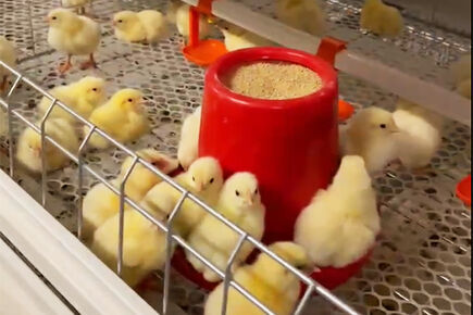 Nuestra empresa ha finalizado un proyecto de 500.000 pollos de engorde con jaulas y un sistema de yacija profunda.