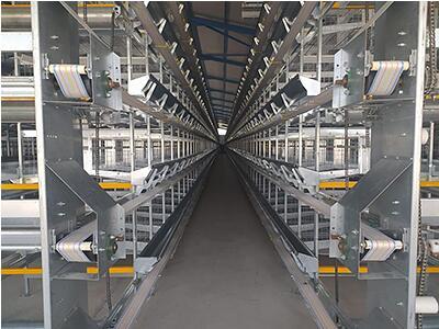 Our company finished layer project of 100,000 bird