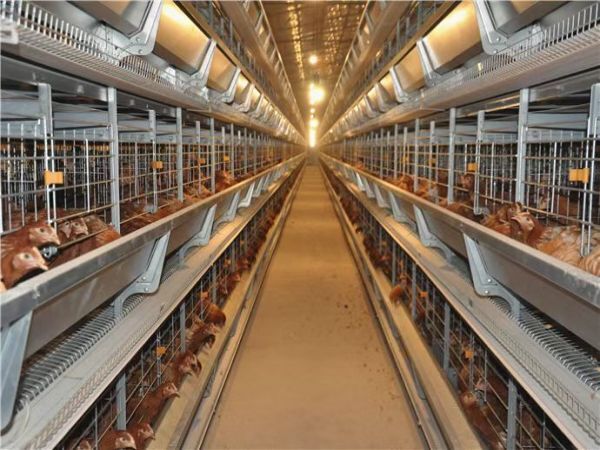 Jaula de batería automática tipo H para más de 30,000 gallinas ponedoras