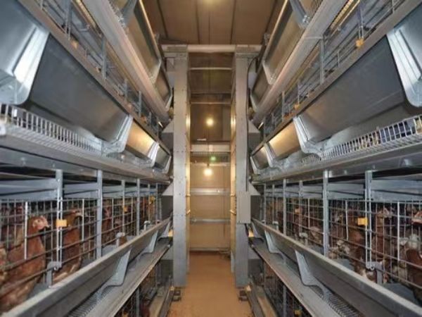 Jaula de batería automática tipo H para más de 30,000 gallinas ponedoras