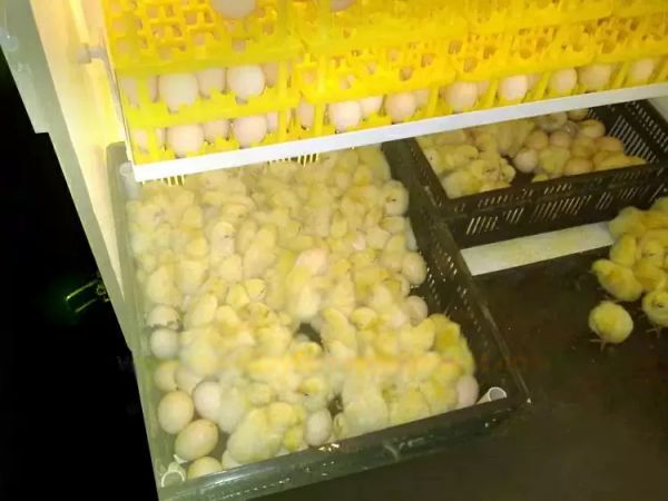 Máquina incubadora de huevos
