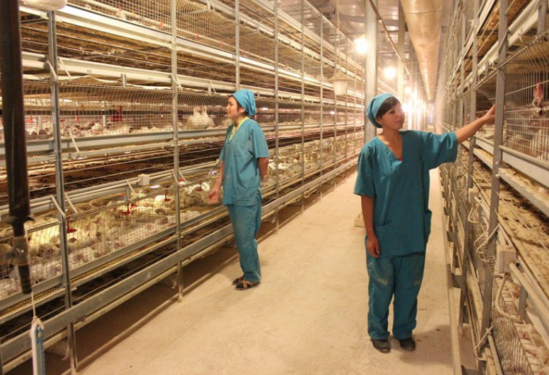 Características del sistema de jaulas en batería