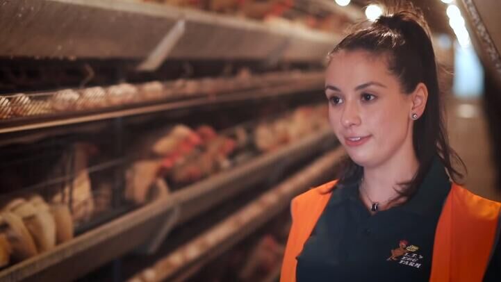 Cómo mantener el sistema de jaulas en batería en granjas avícolas